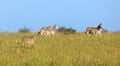 Lone Cheetah stalking a herd of zebra through long grass of a veldt