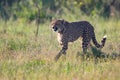 Lone Cheetah stalking its prey through long grass of a veldt Royalty Free Stock Photo
