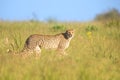 Lone Cheetah stalking its prey through long grass of a veldt Royalty Free Stock Photo