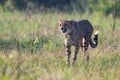 Lone Cheetah stalking its prey through long grass of a veldt