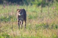 Lone Cheetah stalking its prey through long grass of a veldt