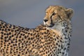 Lone cheetah walking across road at dusk Royalty Free Stock Photo
