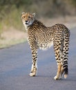 Lone cheetah walking across road at dusk Royalty Free Stock Photo