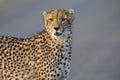 Lone cheetah walking across road at dusk Royalty Free Stock Photo