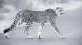 Lone cheetah walking across road at dusk Royalty Free Stock Photo
