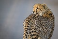Lone cheetah walking across road at dusk Royalty Free Stock Photo