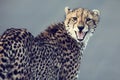 Lone cheetah walking across road at dusk Royalty Free Stock Photo