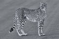 Lone cheetah walking across road at dusk Royalty Free Stock Photo