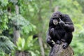 A Lone Chimpanzee Monkey