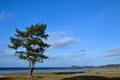 Lone coastal pine tree