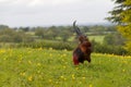 Lone cockerel forging in english countryside.