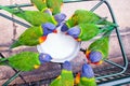 Lone colourful lorikeet looks directly up from overhead view of crowded colourful lorikeets drinking