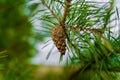 lone cone on pine branches in the forest Royalty Free Stock Photo