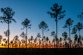 Lone conifer trees against a red sunset, Florida