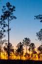 Lone conifer trees against a red sunset, Florida