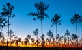 Lone conifer trees against a red sunset, Florida