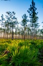 Lone conifer trees against a red sunset, Florida