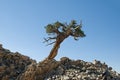 Lone Contorted Pine Tree Royalty Free Stock Photo