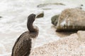 Lone cormorant with yellow five on beak stands on rock and looking out to sea