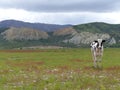 Single lone cow with clay cliffs on Alps to Ocean ride