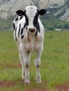 Single lone cow with clay cliffs on Alps to Ocean ride