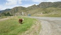 A lone cow grazes next to an asphalt road in the Altai mountains