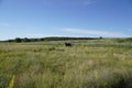 A lone cow grazing on green meadow cows herd free cows in nature cows, free range