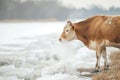 lone cow standing at the edge of an icecovered field, steaming breath