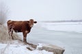 lone cow standing at the edge of an icecovered field, steaming breath