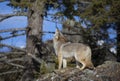 A lone coyote (Canis latrans) howling in the winter snow Royalty Free Stock Photo