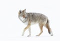 Coyote Canis latrans isolated on white background closeup in winter snow in Canada