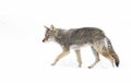 A lone coyote Canis latrans isolated on white background walking and hunting in the winter snow in Canada