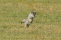 Lone Coyote Pouncing on Prey Royalty Free Stock Photo