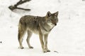 Lone coyote in a winter scene Royalty Free Stock Photo