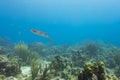 A lone cuttlefish swims in the blue waters of the Caribbean Sea among a coral reef off the coast of the island of the Bonaire Royalty Free Stock Photo