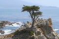 Lone Cypress on 17-Mile Drive Royalty Free Stock Photo