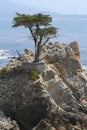 Lone Cypress on 17-Mile Drive Royalty Free Stock Photo