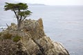 Lone Cypress