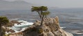 Lone Cypress California Royalty Free Stock Photo