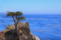 Lone Cypress Royalty Free Stock Photo