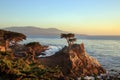 The Lone Cypress