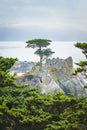 The Lone Cypress is an iconic tree that stands on top of a granite outcropping in Pebble Beach, between Pacific Grove and Carmel- Royalty Free Stock Photo