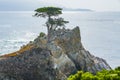 The Lone Cypress is an iconic tree that stands on top of a granite outcropping in Pebble Beach, between Pacific Grove and Carmel- Royalty Free Stock Photo