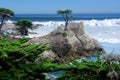 Lone Cypress with Pacific Ocean storm waves Royalty Free Stock Photo