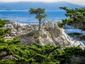 The Lone Cypress, Pebble Beach, CA Royalty Free Stock Photo