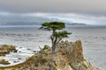 Lone Cypress - Pebble Beach, California Royalty Free Stock Photo