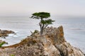 Lone Cypress - Pebble Beach, California Royalty Free Stock Photo