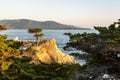 Lone Cypress on Pebble Beach Royalty Free Stock Photo