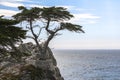 The lone cypress at rough coast on highway 1