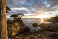 Lone Cypress